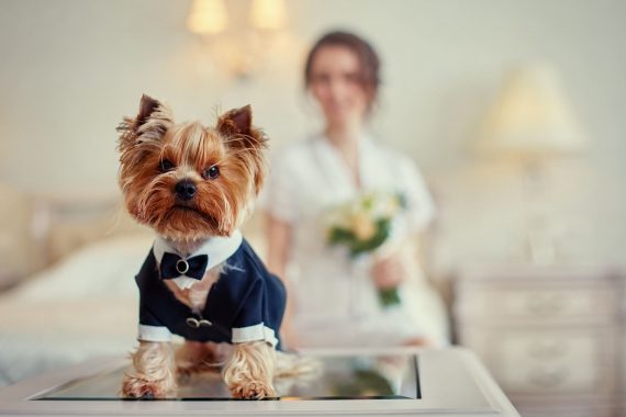 Wedding Welcome Dog In Tuxedo